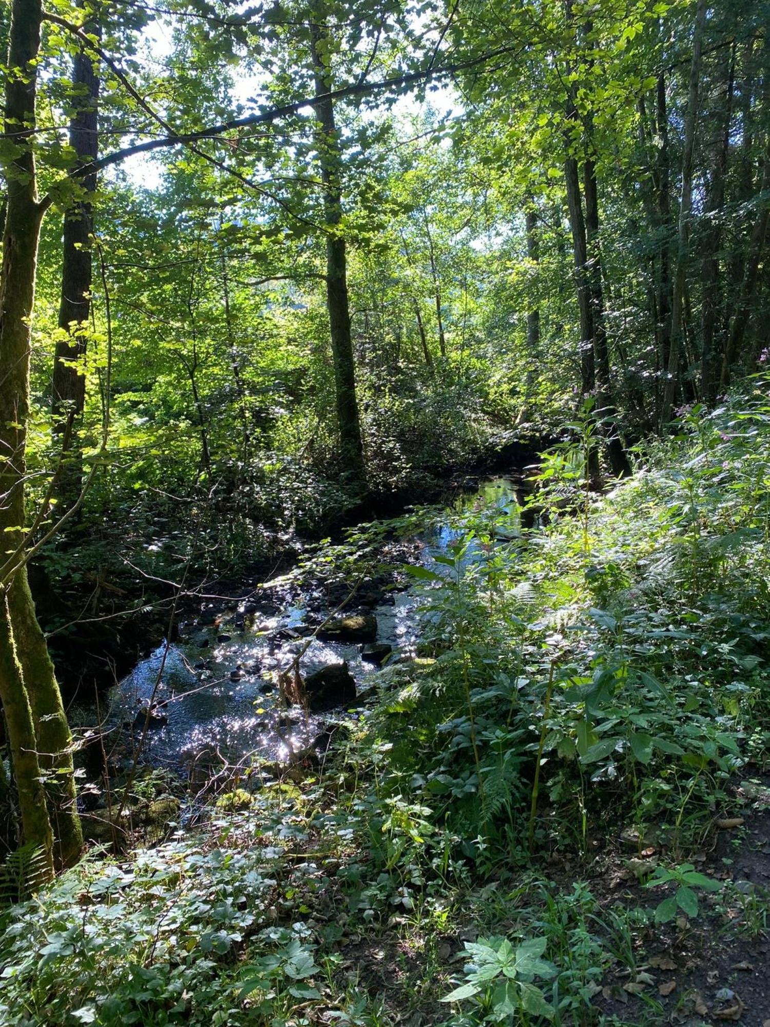 Ferienhaus Vulkaneifel Abtei Himmerod Großlittgen エクステリア 写真